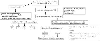 Identification of Immune-Related Gene Signatures in Lung Adenocarcinoma and Lung Squamous Cell Carcinoma